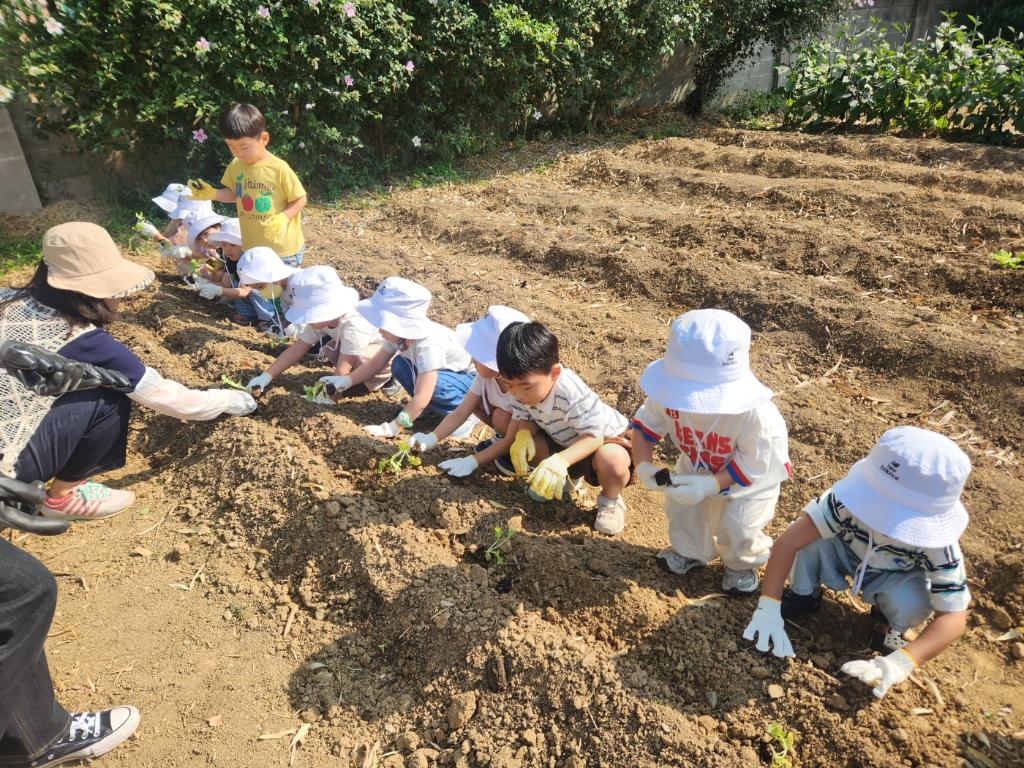 2026. (텃밭) 가을무 모종심기